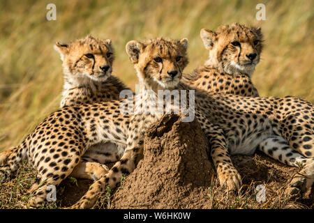 Close-up di tre cuccioli di ghepardo (Acinonyx jubatus) giacente insieme, Serengeti; Tanzania Foto Stock