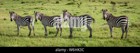 Panorama di quattro pianure zebra (Equus quagga) occhiatura fotocamera, Serengeti; Tanzania Foto Stock