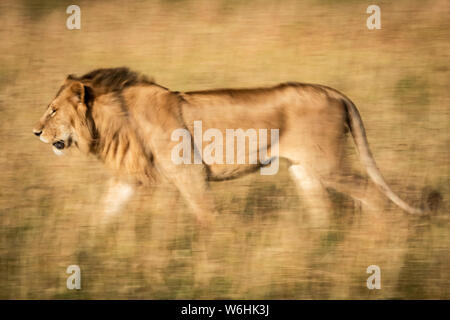 Coppa lenta dei maschi di Lion (Panthera Leo) a piedi a sinistra, Serengeti Tanzania Foto Stock