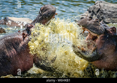 Primo piano di due ippopotami (Hippopotamus anfibio) che combattono e spruzzano in acqua, Serengeti; Tanzania Foto Stock