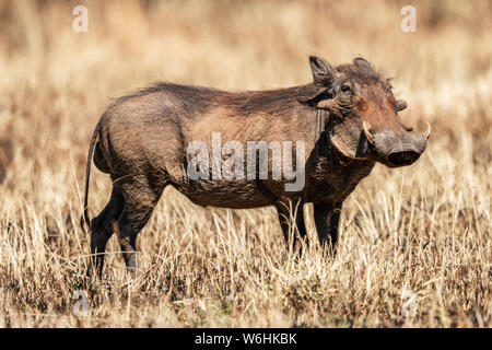 Warthog comune (Phacochoerus africanus) occhi fotocamera in erba bruciata, Serengeti; Tanzania Foto Stock