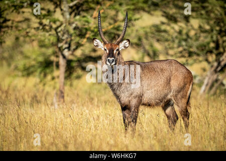 Voce maschile Defassa waterbuck (Kobus ellipsiprymnus) in erba occhiatura fotocamera, Serengeti; Tanzania Foto Stock