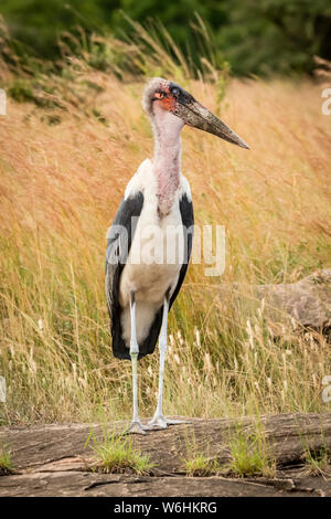 Marabou stork (Leptoptilos crumenifer) sorge su roccia testa di tornitura, Serengeti; Tanzania Foto Stock