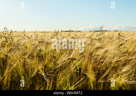 Campo di orzo con un po di avena mescolati con uno sfondo di cielo blu e il cloud all'orizzonte; Legale, Alberta, Canada Foto Stock