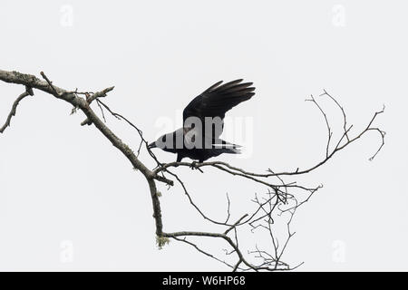 Un Americano Crow (Corvus brachyrhynchos) raccoglie il materiale di nidificazione; Astoria, Oregon, Stati Uniti d'America Foto Stock