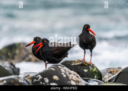 Una famiglia di nera americana (Oystercatchers Haematopus bachmani) pende fuori sotto la pioggia sulla costa dell'Oregon; Seaside, Oregon, Stati Uniti d'America Foto Stock