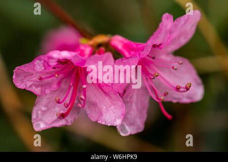 Azalea colore rosa fiorisce in primavera; Astoria, Oregon, Stati Uniti d'America Foto Stock