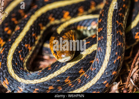 Un Western Garter Snake (Thamnophis elegans) si imbeve un po' di sole in una giornata di primavera; Brownsmead, Oregon, Stati Uniti d'America Foto Stock