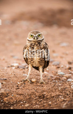 Scavando la civetta (Athene cunicularia) appollaiato sul terreno; Casa Grande, Arizona, Stati Uniti d'America Foto Stock