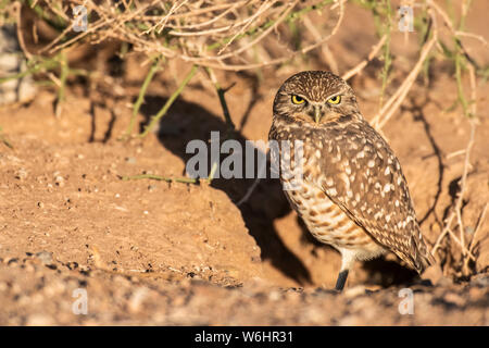 Scavando la civetta (Athene cunicularia) arroccato in ingresso è burrow; Casa Grande, Arizona, Stati Uniti d'America Foto Stock