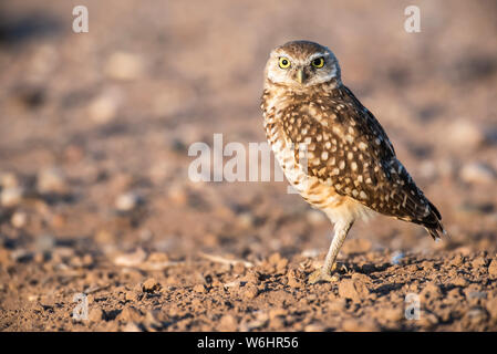 Scavando la civetta (Athene cunicularia) appollaiato sul terreno; Casa Grande, Arizona, Stati Uniti d'America Foto Stock