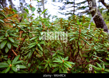 Il Labrador pianta del tè (Rhododendron groenlandicum) in un abete bog foresta; Nova Scotia, Canada Foto Stock