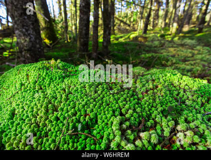 Spagnum Moss (Syn. Sphagnum cymbifolium) nella foresta costiera; Nova Scotia, Canada Foto Stock