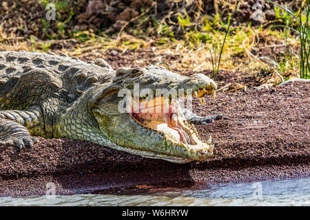 Coccodrillo del Nilo (Crocodylus niloticus) nel lago Chamo, Nechisar National Park; Etiopia Foto Stock