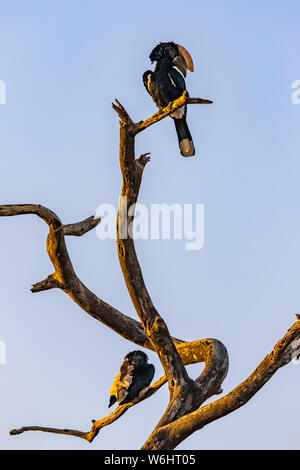 Hornbills (Bucerotidae) appollaiato su un albero morto; Regione Oromia, Etiopia Foto Stock