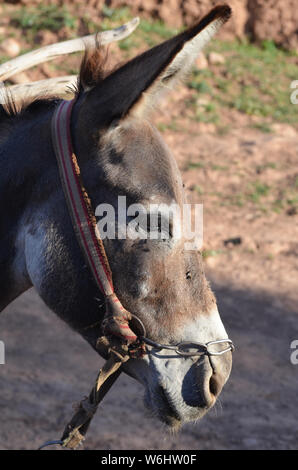 Progetto di asini in Hissar montagne, gamma Pamir-Alay, southeastern Uzbekistan Foto Stock