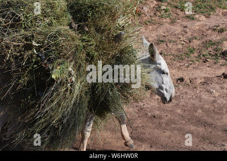Progetto di asini in Hissar montagne, gamma Pamir-Alay, southeastern Uzbekistan Foto Stock