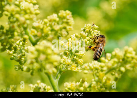 Honeybee impollinatori su Shining Sumac verdastro-fiori gialli in piena fioritura. Rhus Copallinum- decidui alberi fioriti in anacardi Anacardiaceae famiglia. Foto Stock