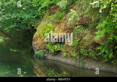 O: Douglas County, Cascades Range, South Umpqua River. Riflessi di acqua nel sud Umpqua River, ancora in una linea di sezione fiancheggiata da alte scogliere Foto Stock