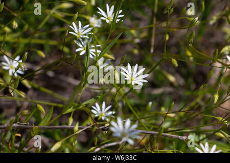 Stellaria graminea con splendidi piccoli fiori bianchi, la foto è stata scattata in Kuggoren est della Svezia Foto Stock