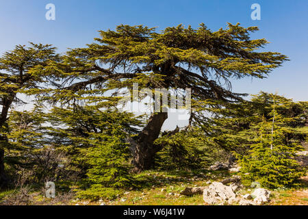 Alberi di Al Shouf Cedar Riserva Naturale Barouk sul monte Libano medio oriente Foto Stock