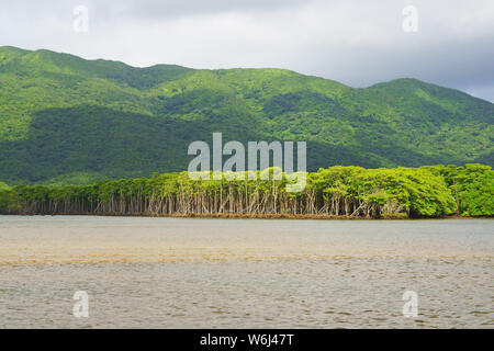 Mangrovie Foto Stock