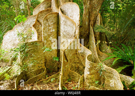 Mangrovie Foto Stock