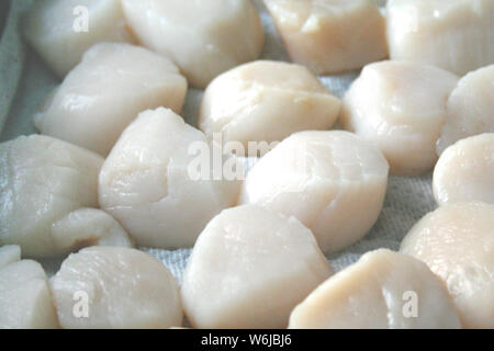 Gruppo di deliziosi cercando crudo di capesante bianco pronto per essere consumato dal mare Foto Stock