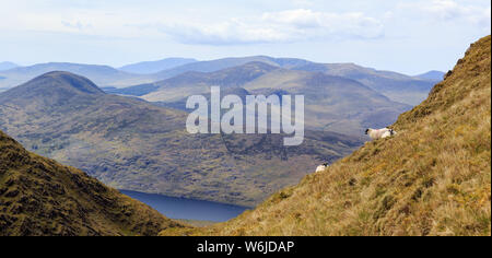 Vista panoramica di pecore al pascolo sulle pendici della montagna Mullaghanattin sulla penisola di Iveragh nella Contea di Kerry, Irlanda. Foto Stock