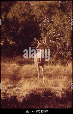 MULE DEER. Grandi dune di sabbia monumento nazionale Foto Stock