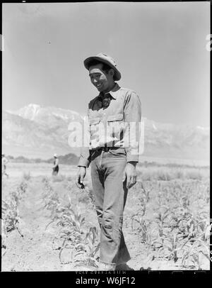 Manzanar Relocation Center, Manzanar, California. Johnny Fukazawa, caporeparto di campi 3, 4, 5 e 6 . . .; Portata e contenuto: tutta la didascalia per questa fotografia si legge: Manzanar Relocation Center, Manzanar, California. Johnny Fukazawa, caporeparto di campi 3, 4, 5 e 6 del progetto di fattoria capi una ventina di uomini dell'equipaggio. Egli ha in precedenza ha frequentato l Università Agricola di Davis e è il solo Nisei nella sua pista. Foto Stock