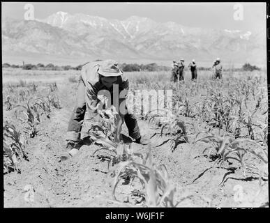 Manzanar Relocation Center, Manzanar, California. Johnny Fukazawa, evcauee di ascendenza giapponese a . . .; Portata e contenuto: tutta la didascalia per questa fotografia si legge: Manzanar Relocation Center, Manzanar, California. Johnny Fukazawa, evcauee di ascendenza giapponese in questo War Relocation Authority center, diserbo mais in fattoria progetto. Foto Stock