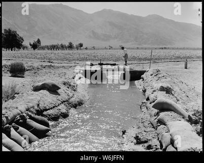 Manzanar Relocation Center, Manzanar, California. Il progetto di fattoria è ben al di sotto del titolo con 125 acri . . .; Portata e contenuto: tutta la didascalia per questa fotografia si legge: Manzanar Relocation Center, Manzanar, California. Il progetto di fattoria è ben al di sotto del titolo con 125 acri ora nella coltivazione a questa guerra Relocaton competente centro per sfollati di ascendenza giapponese. Un gate di controllo è stato costruito nel canale di alimentazione di acqua come necessario per irrigazione. Un campo di mais può essere visto in background. Foto Stock