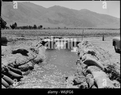 Manzanar Relocation Center, Manzanar, California. Il progetto di fattoria è ben al di sotto del titolo, con 125 acri di . . .; Portata e contenuto: tutta la didascalia per questa fotografia si legge: Manzanar Relocation Center, Manzanar, California. Il progetto di fattoria è ben al di sotto del titolo, con 125 acri ora sotto culitvation in questo War Relocation competente centro per sfollati di ascendenza giapponese. Un gate di controllo è stato costruito nel canale di alimentazione di acqua come necessario per irrigazione. Un campo di mais può essere visto in background. Foto Stock