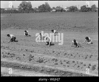 Mountain View, California. Prima di evacuazione, membri della famiglia di Shibuya sarchiatura sul campo ranc . . .; Portata e contenuto: tutta la didascalia per questa fotografia si legge: Mountain View, California. Prima di evacuazione, membri della famiglia di Shibuya weeding campo sul ranch di cui sono proprietari. Agli sfollati di ascendenza giapponese sarà alloggiato in War Relocation Authority centri per la durata. Foto Stock