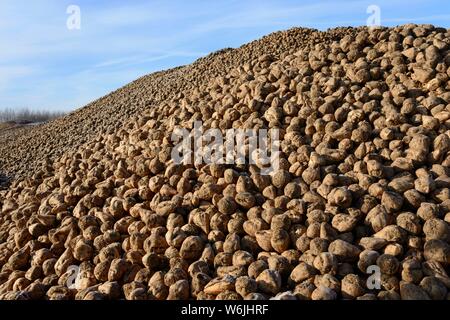 La barbabietola da zucchero cumulo, impianto di produzione di biogas, Solzhen, distretto di Peine, Bassa Sassonia Foto Stock