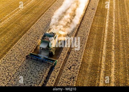Vista aerea, mietitrebbia, guida in sole di sera su un campo a secco con un sacco di polvere, Wetterau, Hesse, Germania Foto Stock