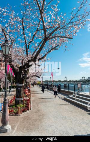 Il Parco Sumida con la fioritura dei ciliegi, Giapponese di fiori di ciliegio, waterfront sul Fiume Sumida Asakusa, Tokyo, Giappone Foto Stock