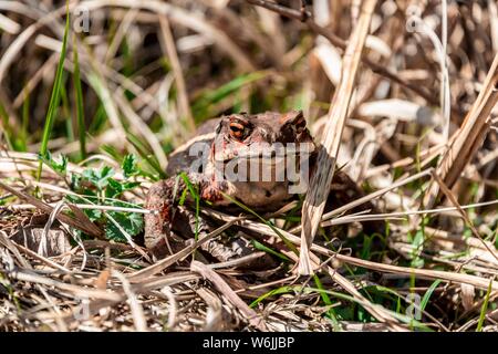 Il rospo giapponese (Bufo japonicus) in erba secca al Lago Tanuki, Prefettura di Yamanashi, Giappone Foto Stock