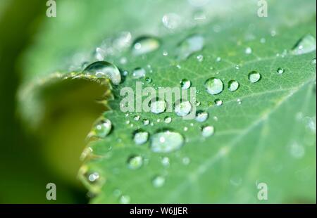 Gocce di acqua su Lady del mantello (Alchemilla), macro shot, Baviera, Germania Foto Stock