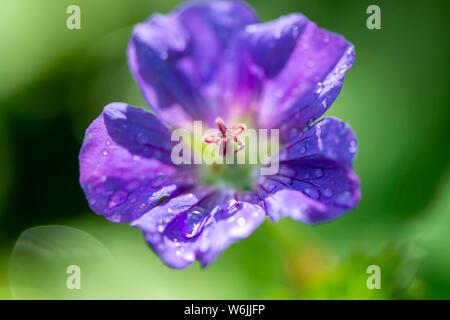 Cranesbill (geranio), viola blossom, close-up, Baviera, Germania Foto Stock