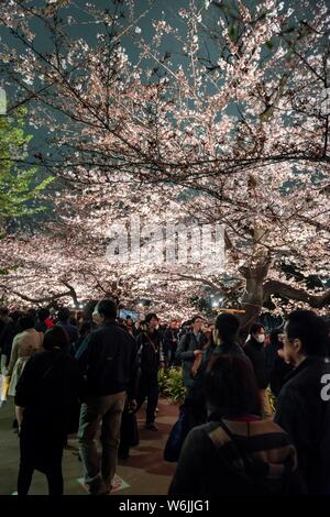 Turisti e giapponese in fioritura schiume ciliegia di notte, giapponese la fioritura dei ciliegi in Primavera, Hanami Festival, Chidorigafuchi Green Way, Tokyo Foto Stock