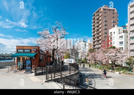 Il Parco Sumida con la fioritura dei ciliegi, waterfront sul Fiume Sumida Asakusa, Tokyo, Giappone Foto Stock