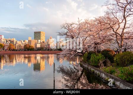 Giapponese di fiori di ciliegio a Shinobazu Pond, il parco Ueno, Tokyo, Giappone Foto Stock