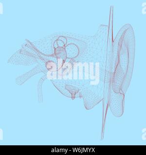 Wireframe dell'orecchio umano con organi interni. 3D. Illustrazione Vettoriale Illustrazione Vettoriale