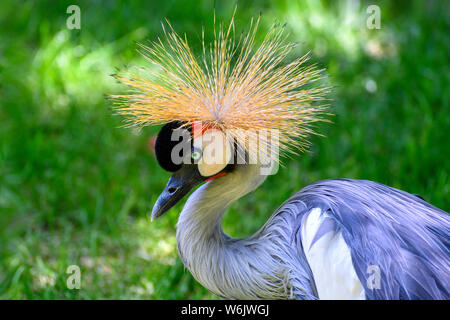 Closeup ritratto di Grey Crowned Crane ((Balearica regulorum)) contro lo sfondo di colore verde Foto Stock