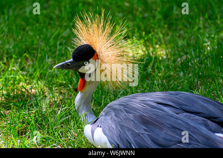 Closeup ritratto di Grey Crowned Crane ((Balearica regulorum)) contro lo sfondo di colore verde Foto Stock