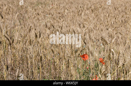 Grande campo selvaggio con crescente fioritura rosso papavero tra la maturazione delle spighe di grano Foto Stock