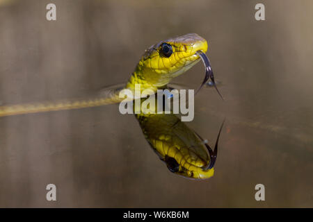 Struttura comune Snake nuoto Dendrelaphis punctulata Australia Foto Stock