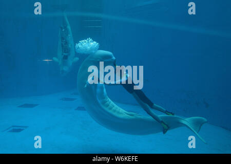 Un guardiano danze con una balena Beluga sotto acqua durante una performance al Haichang ocean park nella città di Chengdu, a sud-ovest della Cina di provincia di Sichuan, 8 Foto Stock